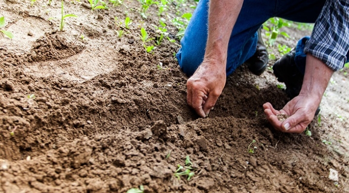 Prácticas naturales toman fuerza en el oriente boliviano hacia una producción sostenible